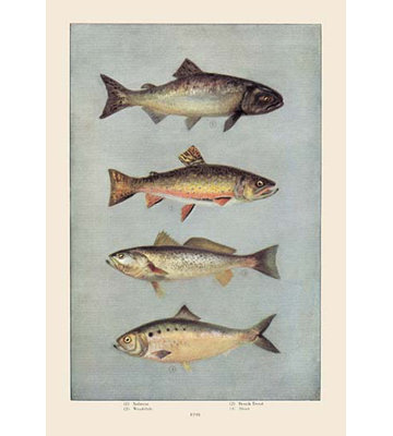 " Fish "
