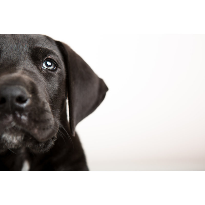 Black Puppy Face by ChristopherBernard - No Frame Art Prints on Canvas, 81cm H x 122cm W