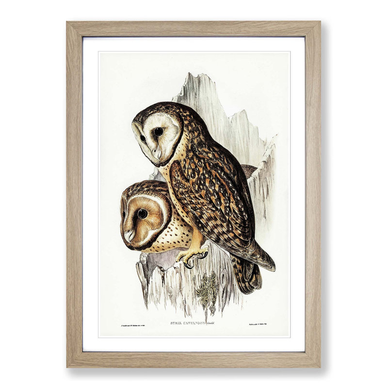 Chestnut-faced Owls by Elizabeth Gould - Picture Frame Painting Print, Oak Framed, 36cm H x 27cm W x 2cm D