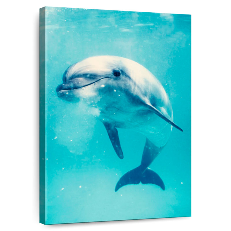 Brampt Bottlenose Dolphin Underwater, 51" H x 34" W