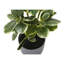 Ensemble de 2 plantes en soie artificielle Dorae Ficus Elastica, 56 feuilles vertes, pot gris-117054327