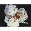 Blooming pivoines - Beige romantique, impression encadrée avec passe-partout