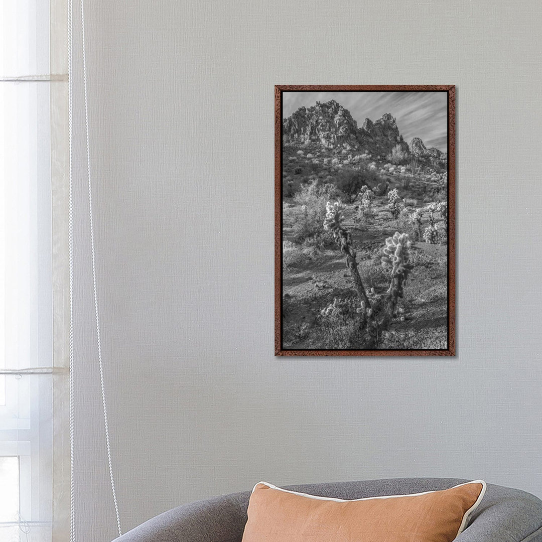 Teddy Bear Cholla Cacti And The Crater Range, Arizona von Tim Fitzharris - Galerie- Giclée auf Leinwand