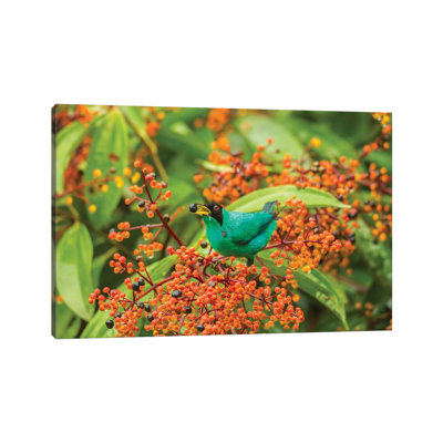 Costa Rica, Arenal. Green Honeycreeper Feeding. by Jaynes Gallery - Wrapped Canvas Print