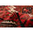 Yeiry Wool Rug