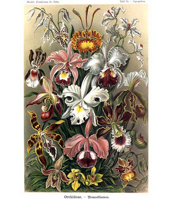 " Orchids " by Ernst Haeckel