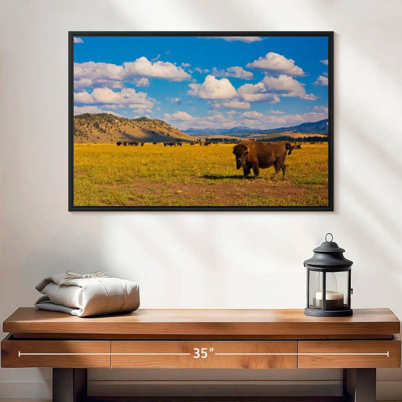 Bison dans le parc national, 25 po x 17 po, Cadre flottant noir