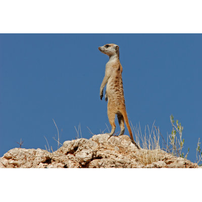 An Alert Meerkat Standing On A Rock by Ecopic - Wrapped Canvas Print