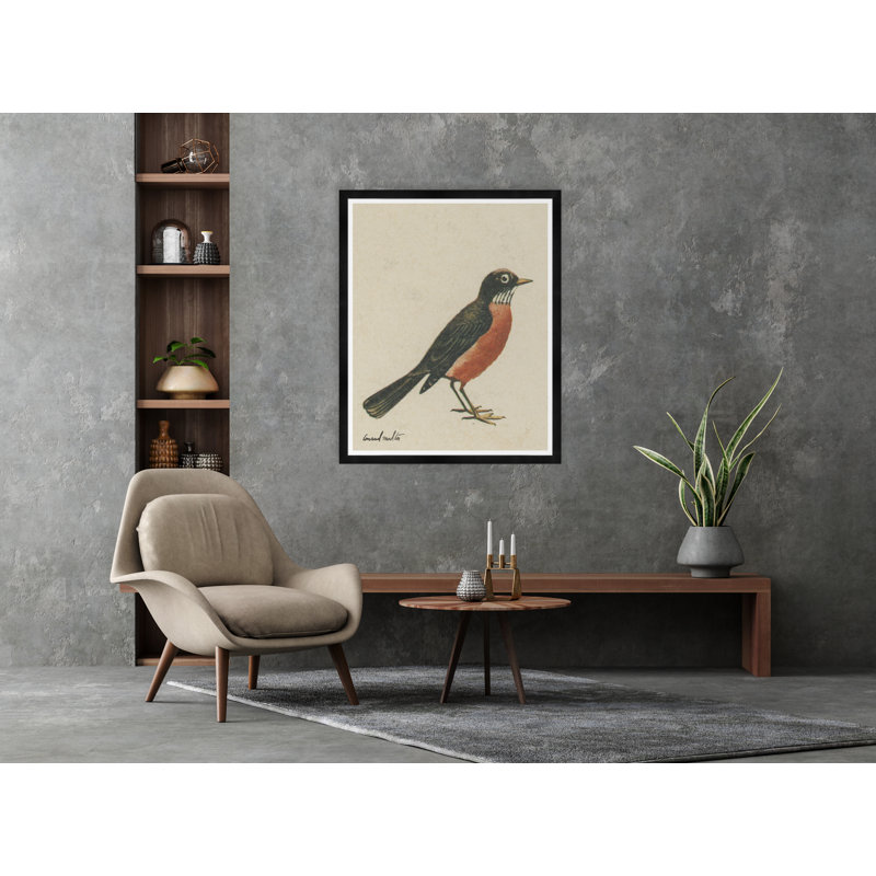 Moulton Collection " American Robin "