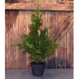 36'' Faux Cypress Tree in Planter