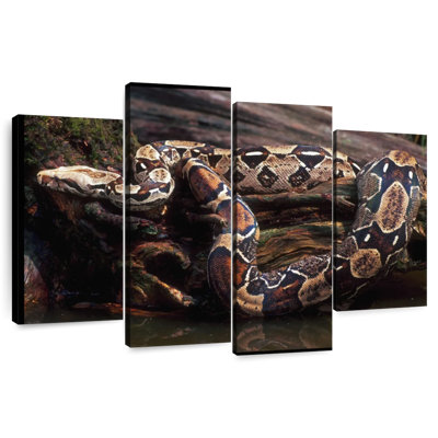 Brampt Columbia Red Tail Boa