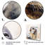 Curieux otarie II sur toile-981765019-981765091
