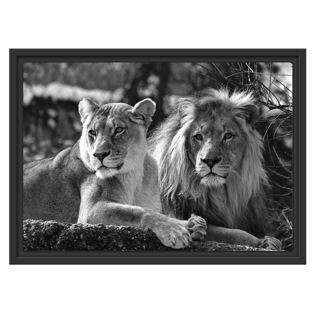 Gerahmtes Poster Attentive Lion Couple in Schwarz/Weiß