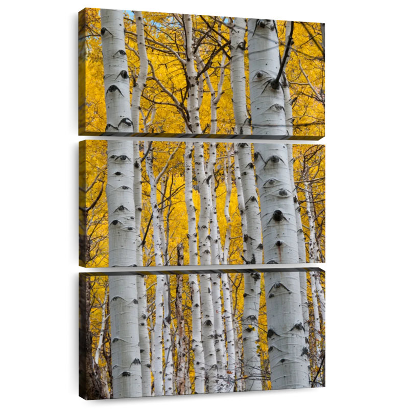 Troncs Alvord Aspen Forest, H 45 po x l 28 po
