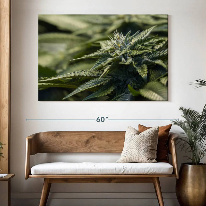 Marijuana cristallisée, H 34 po x l 51 po