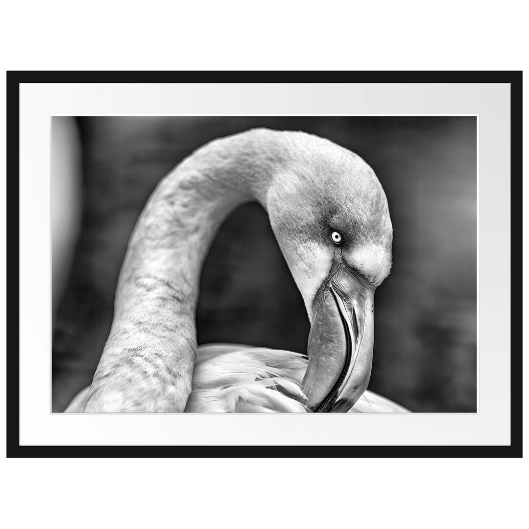 Gerahmtes Poster Flamingo beim Putzen