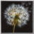 Make A Wish I