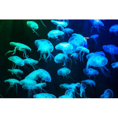 Blue Illuminated Jellyfish - Wrapped Canvas Print