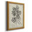 Toile encadrée de qualité supérieure antique noir et blanc botanique I - prête à être accrochée-492285419