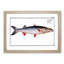 Sea-Pike Fish by M.E. Bloch - Picture Frame Painting Print-55613800-55613802