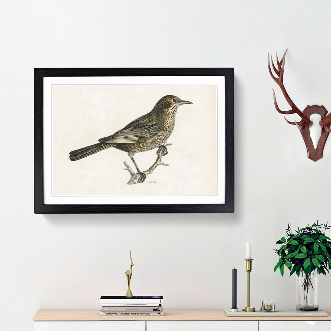 Blackbird by Von Wright - Picture Frame Art Print