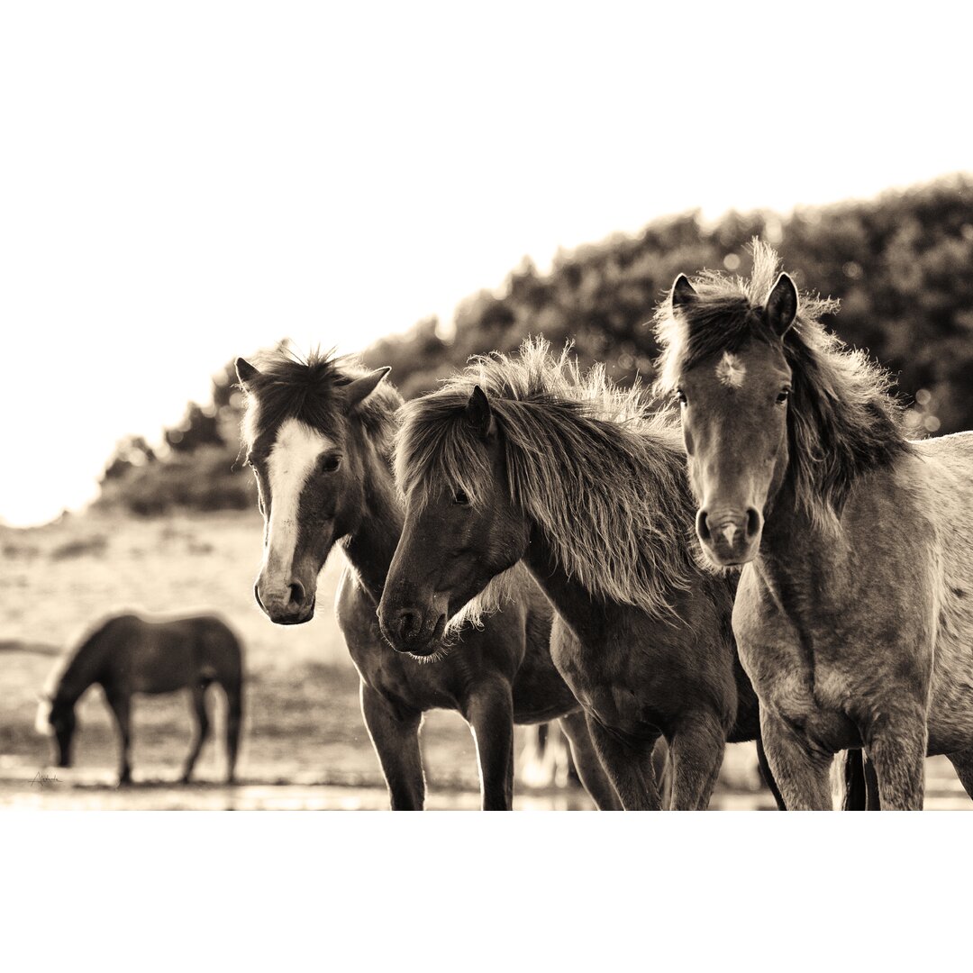 Leinwandbild Horses Three Sepia von Aledanda