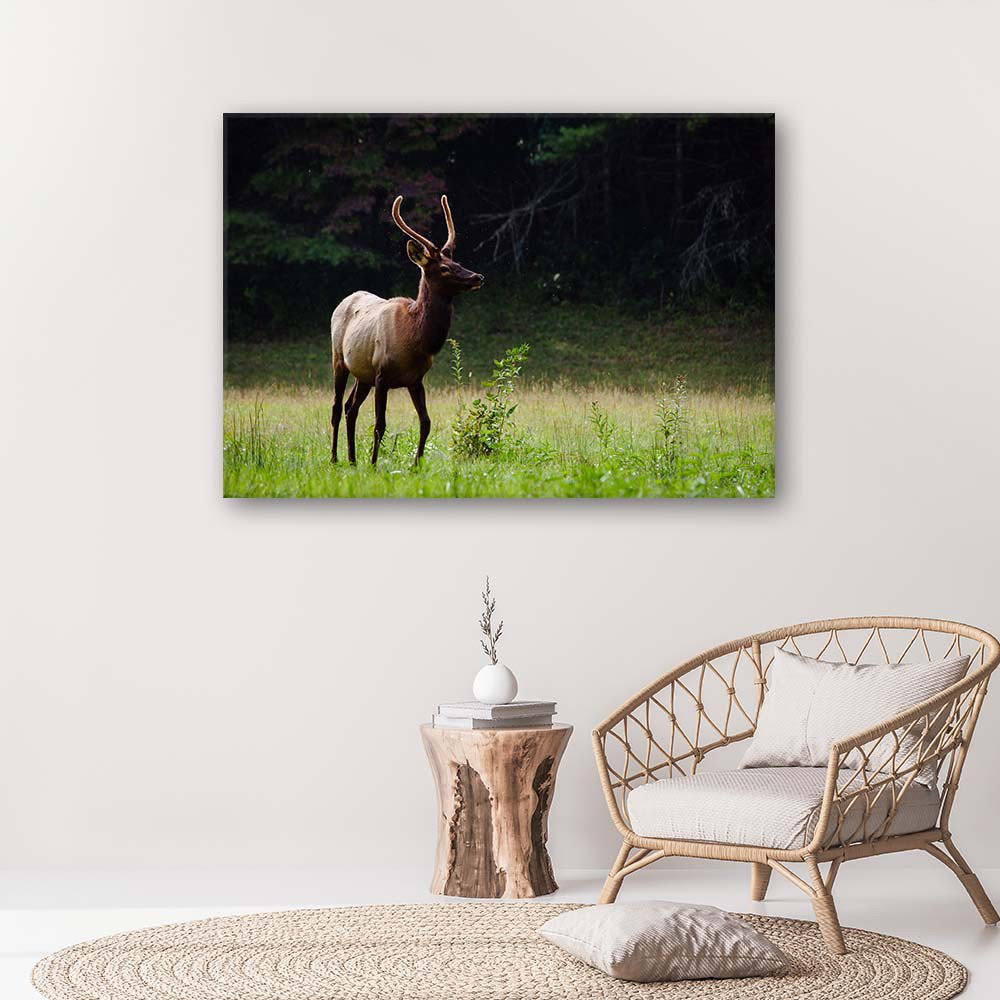 Leinwandbild Deer Animals Forest Meadow