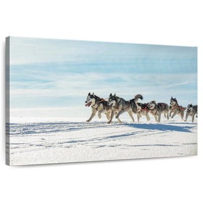 Brampt Winter Husky Sled Dogs