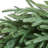 Norfolk Pine Wreath
