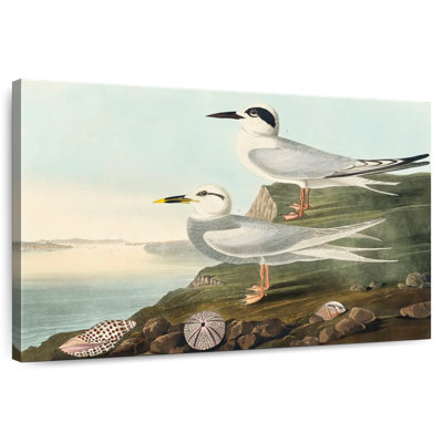 Brampt Havell's Tern And Trudeau's Tern