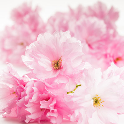 Sakura Isolated - Wrapped Canvas Print