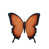 Orange/Black selected