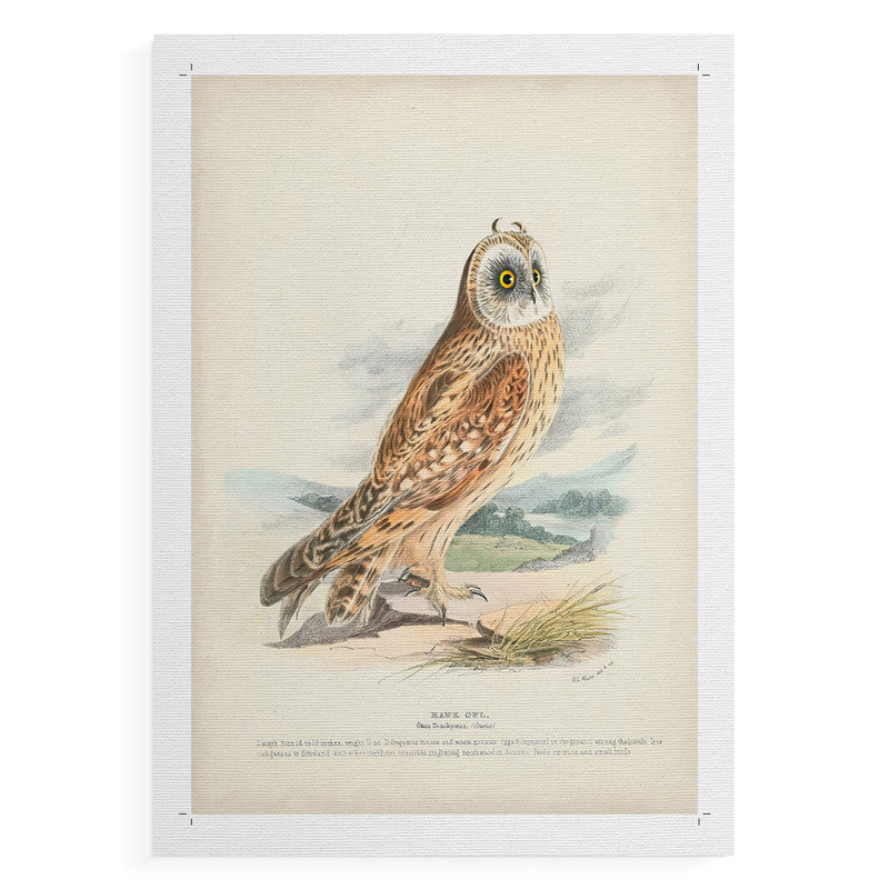 Hawk Owl - Impression sur toile seulement - NON CADRE, H 12 po x l 8 po