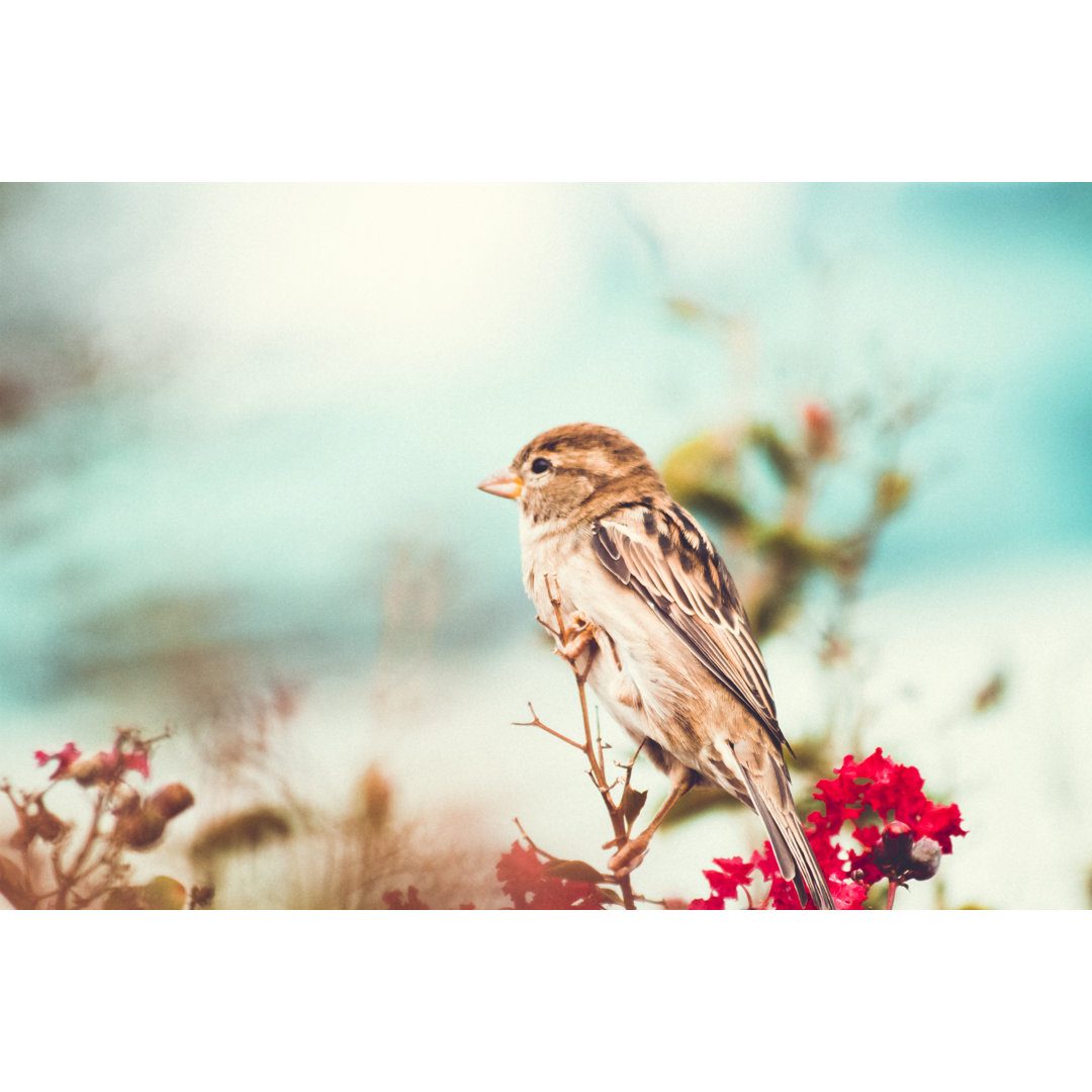 Spatz in einem bunten Herbstmyrtenstrauch von Diane Labombarbe - Ohne Rahmen auf Leinwand drucken