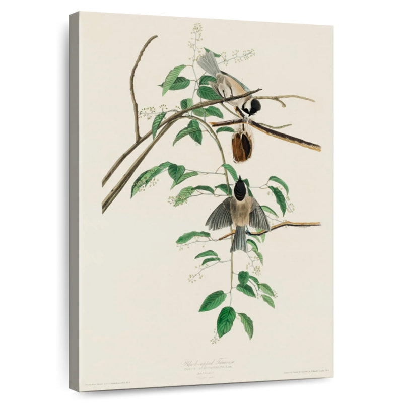 Mésange Brampt Carolina, H 39 po x l 26 po