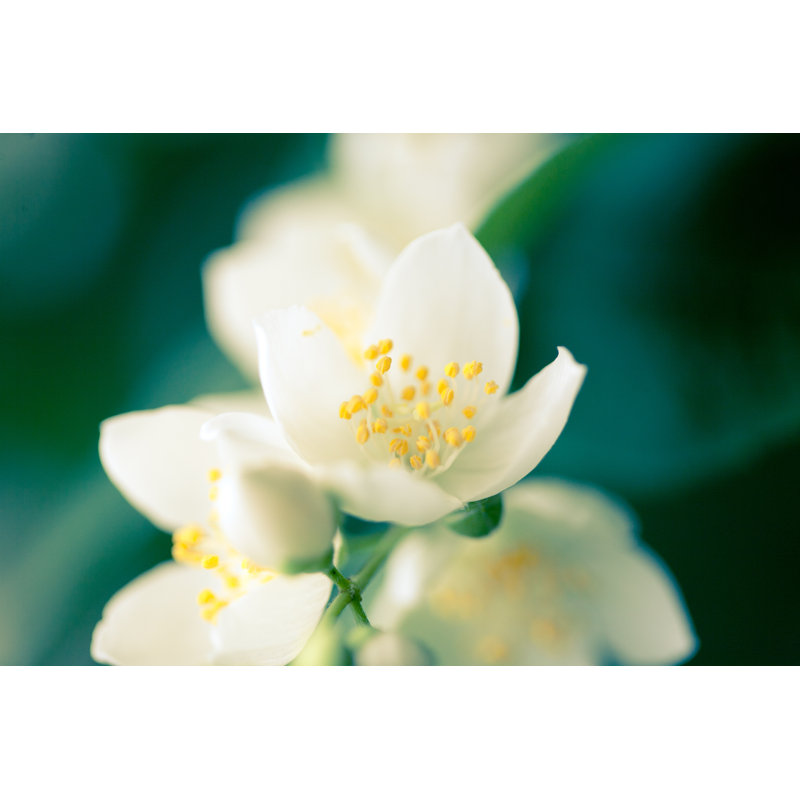 Jasmine Flower by Jeja - Print, 20cm H x 30cm W, Green