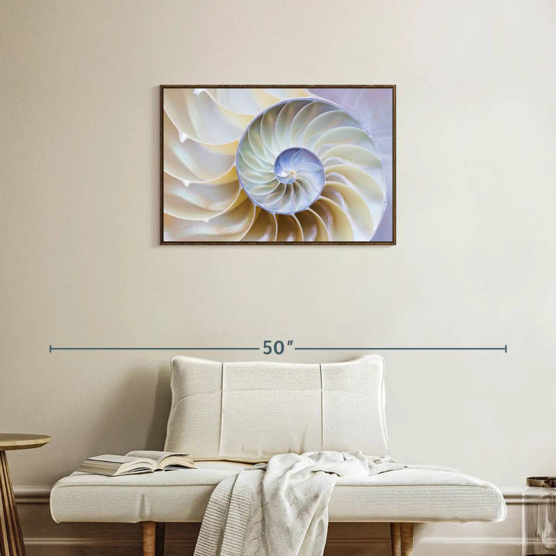 Empty Nautilus Shell, 31" X 21", Floating Frame Walnut