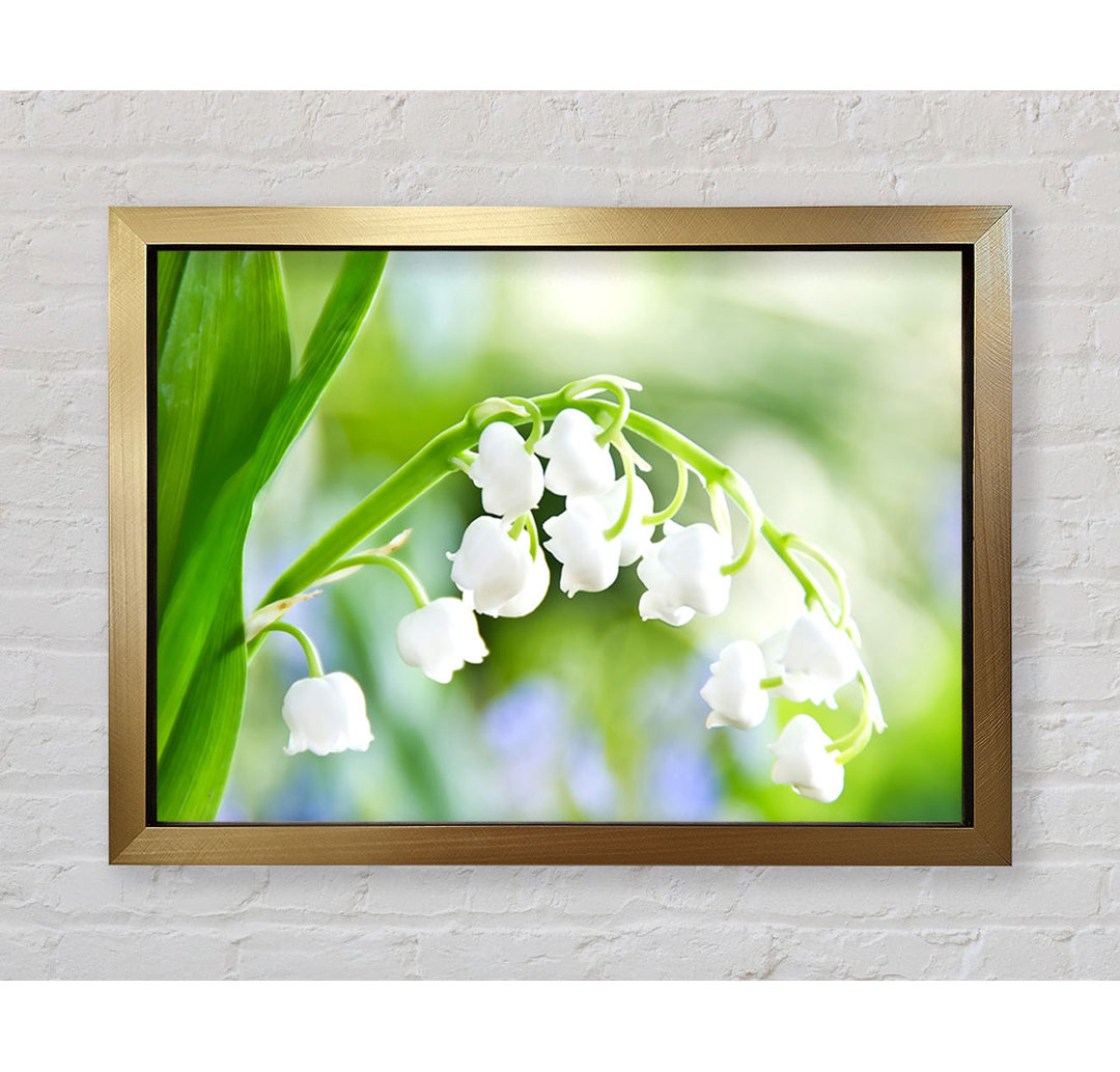 Lily Of The Valley - Einzelne Bilderrahmen Kunstdrucke