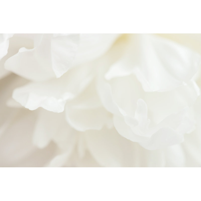 White Peony Flower by Zolga_F - Wrapped Canvas Print, 30cm H x 46cm W