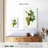 Yarlin Grape Vine - Vitis Laciniata-108481422