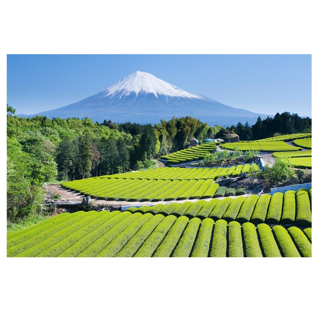 Halbglänzende Tapete Teefelder vor dem Fuji