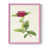 Rose n'est pas disponible