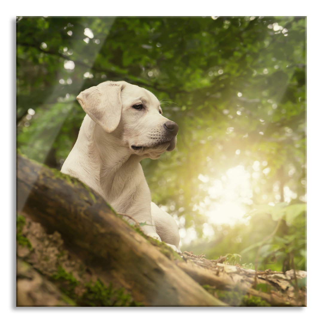 Glasbild Labrador-Welpe im Wald