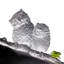 This Lifetime-Lanyu Scops Owl