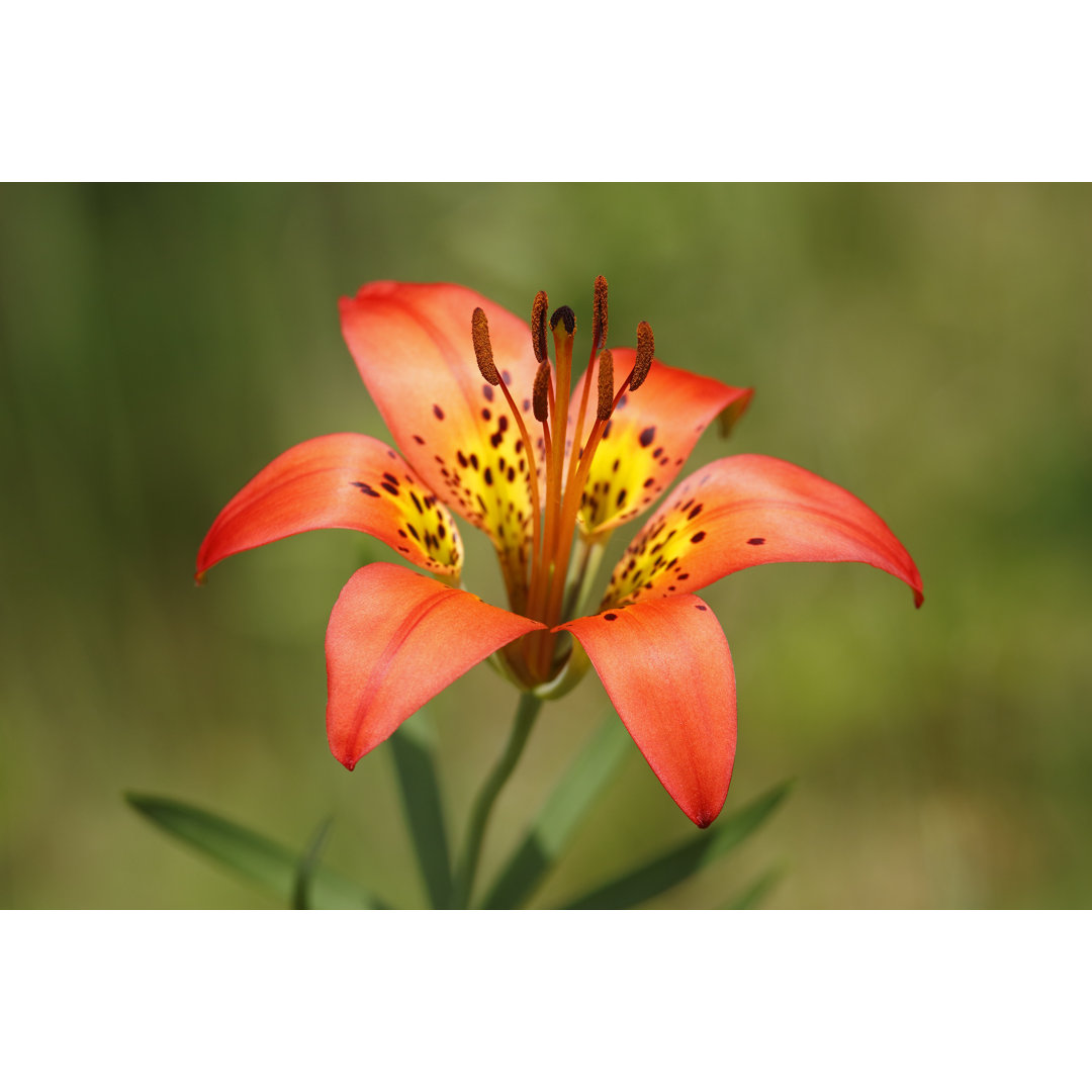 Closeup Of Wood Lily von BrianLasenby - Drucken