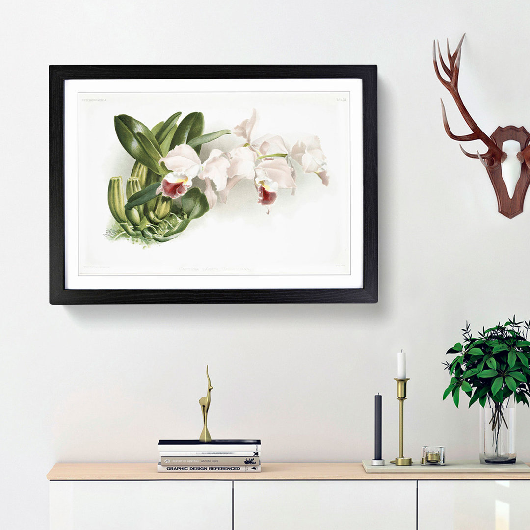 Magnolia Flowers Illustration Tab.75 by Frederick Sander - Framed Print