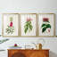 «Pretty Pink Botanicals VII», reproduction sur mesure encadrée de qualité supérieure - 3 pièces-1450346877-1450346817
