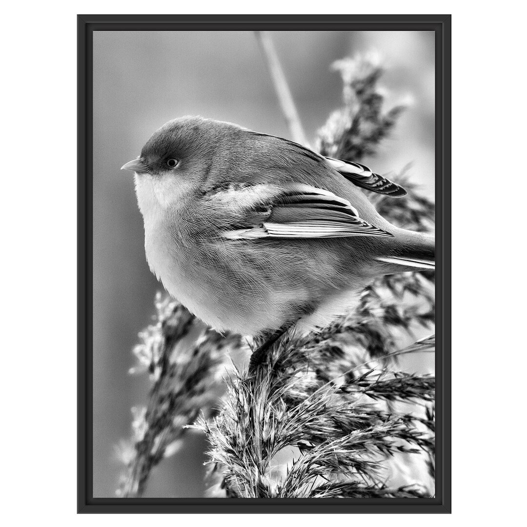 Gerahmtes Wandbild kleiner Vogel auf Weizen