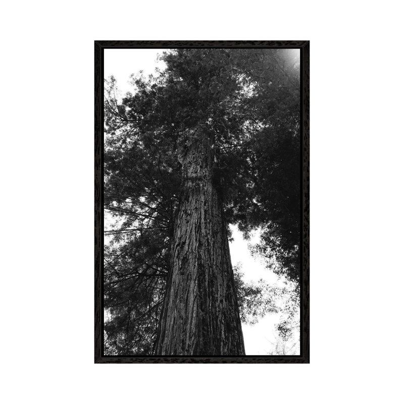 Redwood Forest XV by Bethany Young - Print on Canvas, 101.6cm H x 66.04cm W x 3.81cm D, Black Framed