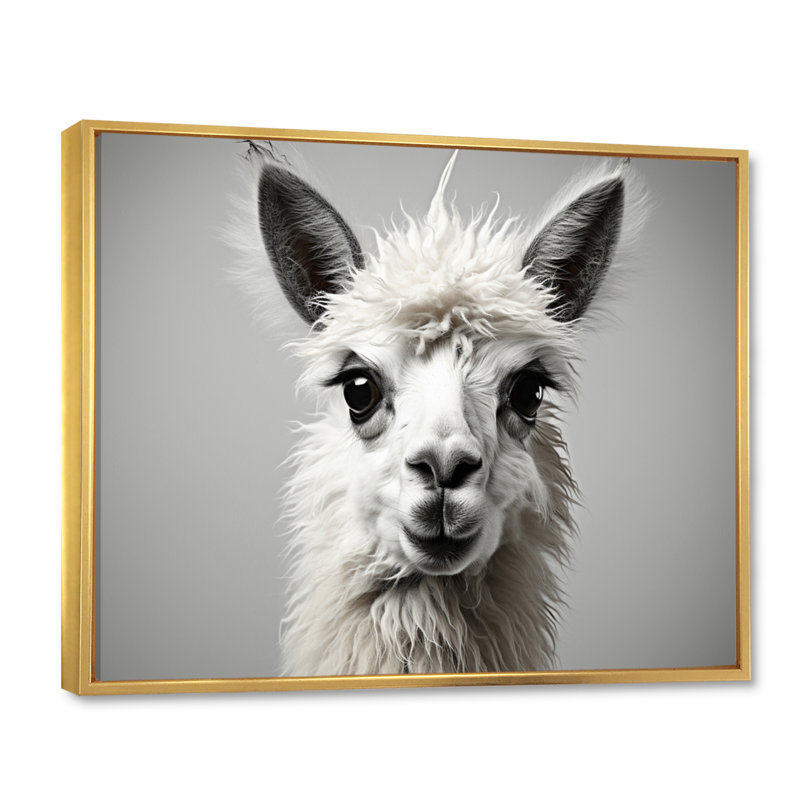 " Grey Llama Gentle Llama ", Cadre flottant doré, H 30 po x l 40 po x P 1,5 po